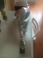 image.jpeg